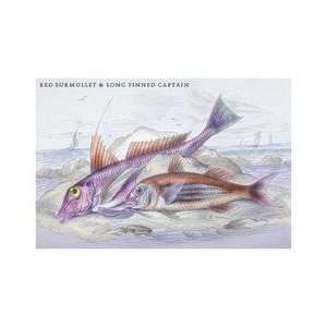  Red Surmullet and LOF Finned Captain 24x36 Giclee: Home 