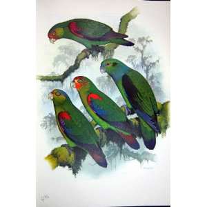  World Parrots 1973 Black Winged Parrot Rusty Faced: Home 
