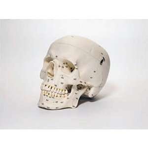 Somso(r) Human Male Skull, Bones Number Coded, Plastic:  