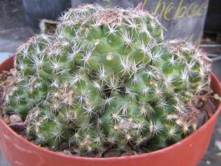 Escobaria hesteri Miniature Clump Cold Hardy Cactus 18  