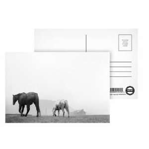  Misty Mountain Hop   Postcard (Pack of 8)   6x4 inch 