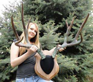 Colorado “Timberline Buck” Mule Deer