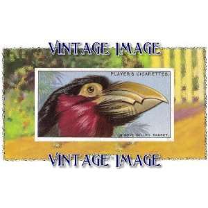   Greetings Card Bird Groove Billed Barbet Vintage Image: Home & Kitchen