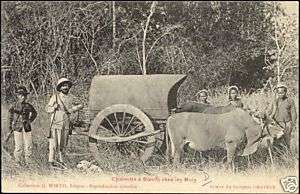 indochina, Mois Charrette Boeufs, Bullock Cart (1910s)  