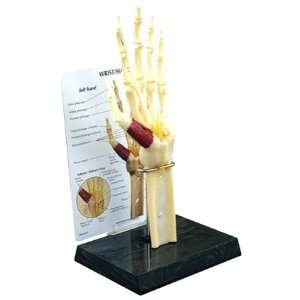 GPI Anatomical Hand & Wrist Joint Model  Industrial 