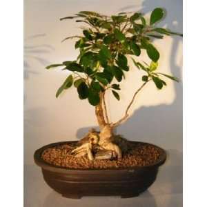 Bonsai Boys Ficus Bonsai Tree   Root Over Rock ficus natalensis