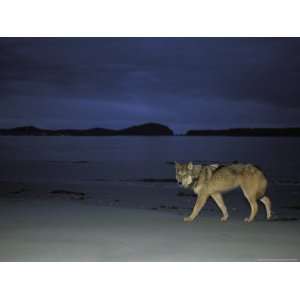 Gray Wolf on Beach at Twilight National Geographic Collection 