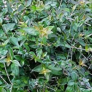  ABELIA EDWARD GOUCHER PINK / 1 gallon Potted Patio 