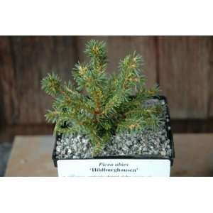  Picea Abies Hildburghausen   Norway Spruce Tree: Patio 