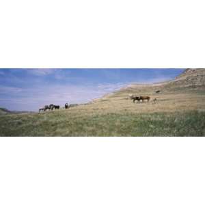 Wild Horses in a Grassy Field, Badlands, Theodore Roosevelt National 