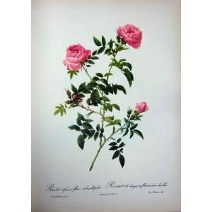  1954 Roses Flowers Rosa Sepium Flore Submultiplici Pink 