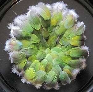  Body Feathers Parrot Lot #696 Native Crafts Fly Ty Jewelry 