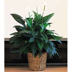  Large Peace Lily   Same Day Delivery Available Patio 
