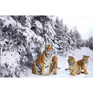  Tigers in the Snow Counted Cross Stitch Kit: Arts, Crafts 