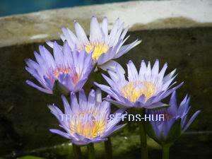 1000Seeds Blue Water Lily/Nympheae caerulea/Lotus/Plant  