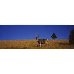  Side Profile of a Mule Deer Standing in a Field, Montana 