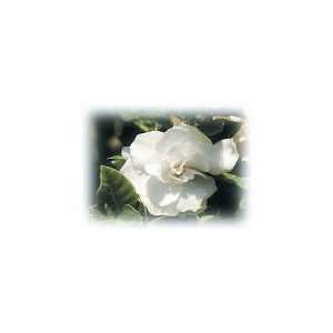  16 oz. Gardenia Blossom Alexandrias Fragrance Lamp Oil 