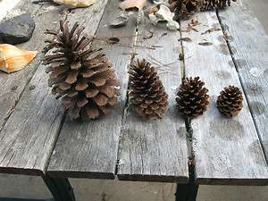Pine Cones from North Carolina, ALL Sizes, Price per Dozen, Specify 