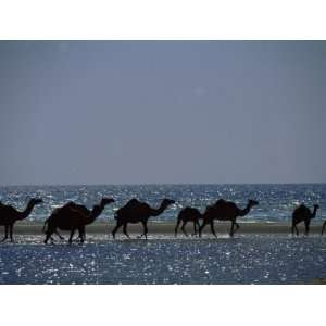  Camels Crossing Coastal Lagoon and Arabian Sea, Near 