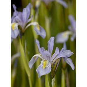 Rocky Mountain Iris (Iris Missouriensis), Pike and San Isabel National 