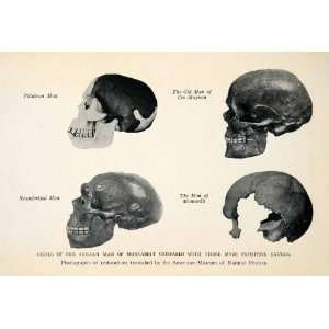  1927 Print Skull Piltdown Cro Magnon Neanderthal Azilian 