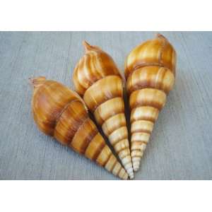  Indian Tibia Curta Conch Seashells   3 pcs. Everything 