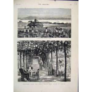   1878 Congo River Coast Africa Vinery English Trading: Home & Kitchen
