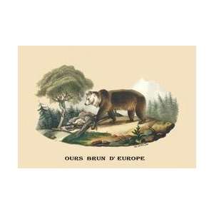   Europe (European Brown Bear) 28x42 Giclee on Canvas
