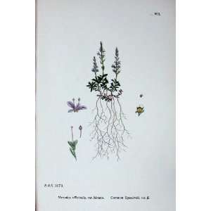  Common Speedwell Veronica Hirsuta Sowerby Plants C1902 