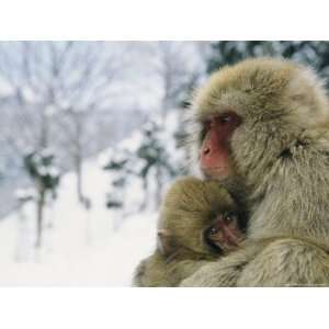  Japanese Macaques (Macaca Fuscata), Mother and Baby 