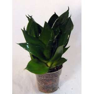  Green Jade Dwarf Snake Plant   Sanseveria   Impossible to 