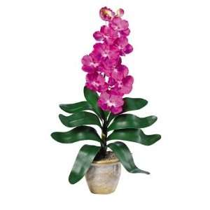   USA zeusd1 CALA 4269935 Single Stem Vanda Orchid