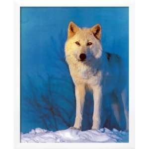  Northwestern Montana Wolf Photography Framed Poster Print 