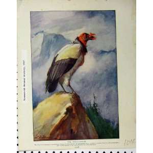    King Condor Wild Birds 1910 Golden Eagle Old Print