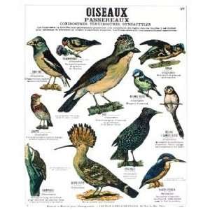    Deyrolle   Les Oiseaux Passereaux (tweetie Birds): Home & Kitchen