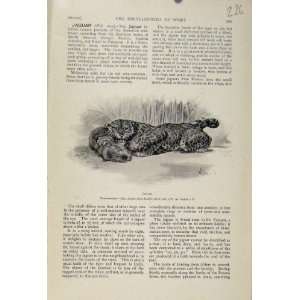 Jaguar Cat Hunting The Encyclopedia Of Sport C1898 Art 