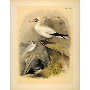  1881 Chromolithograph Birds Common Gannet Scaup Duck 
