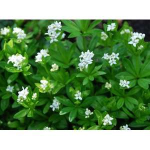  Sweet Woodruff Galium oderatum 15 Seeds Exquisite 