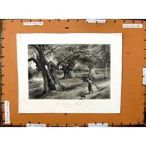  C1800 Scene Burnham Beeches Wood Trees Engraving