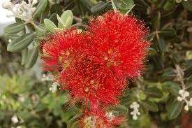 NZ Christmas Tree (Metrosideros tomentosa ) 50 seeds  
