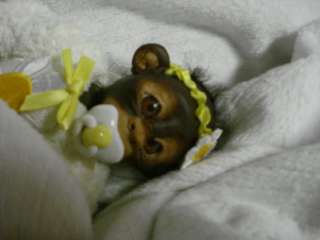 OOAK polymer clay doll baby girl monkey orangutan chimpanzee partial 