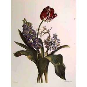  Bessa Pancrace   Floral Rhapsody III Hand Colored