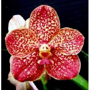  Vanda Alliance Ascda. Orchidom Chestnut Blooming Sized Orchid Plant 