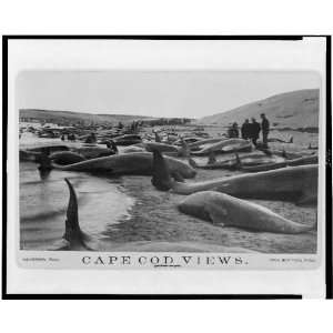  Chase blackfish / Nickerson 1885,pilot whale. Cape Cod 