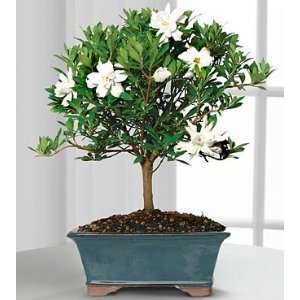 Blossoming Abundance Gardenia Bonsai: Grocery & Gourmet Food