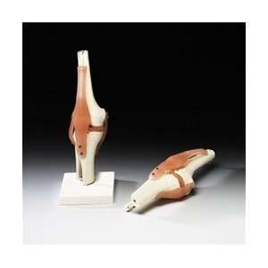  Knee Joint Model with Ligaments