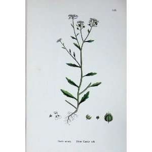  Botany Plants C1902 Bitter Candy Tuft Iberis Amara