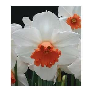  Narcissus Cool Flame: Patio, Lawn & Garden