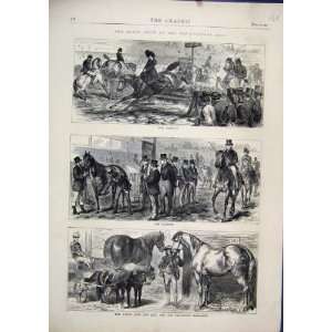  1871 Horse Show Agricultural Hall Percheron Stallions 