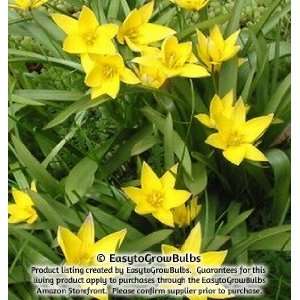  Tulips Sylvestris   10 robust bulbs   5+ cm Patio, Lawn 